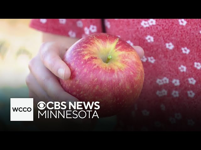 ⁣Minnesota apple farmers celebrate great growing season