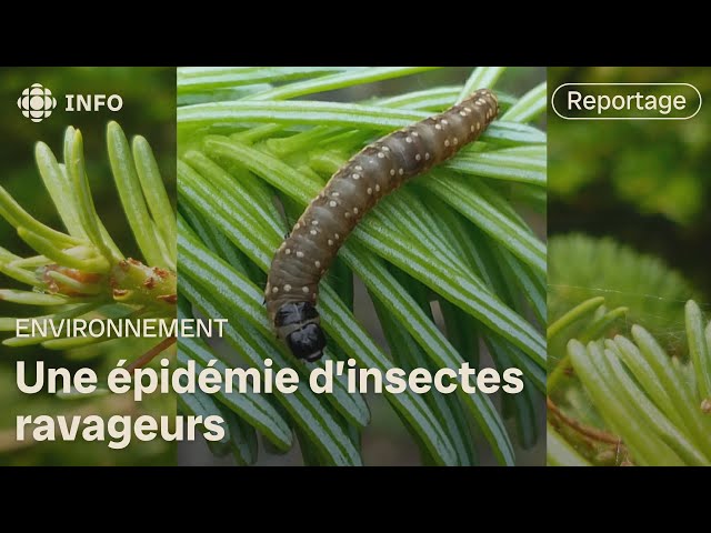 ⁣La tordeuse des bourgeons de l’épinette gagne du terrain dans Chaudière-Appalaches