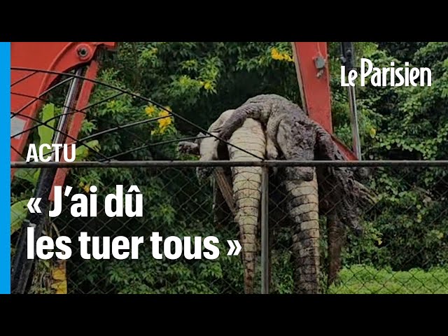 ⁣Cet éleveur thaïlandais obligé de tuer ses 125 crocodiles pour protéger son voisinage