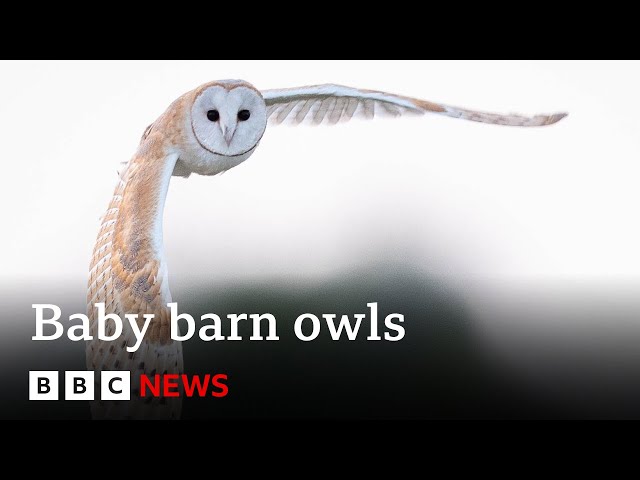 ⁣What happens inside a barn owl's nest? | BBC News