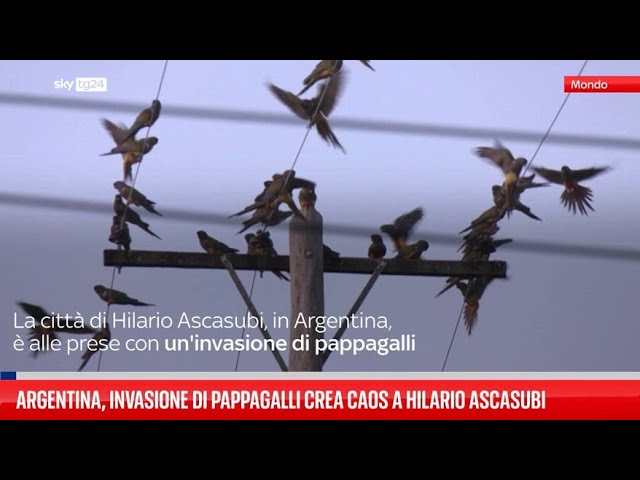 ⁣Argentina, una città combatte un'invasione di pappagalli