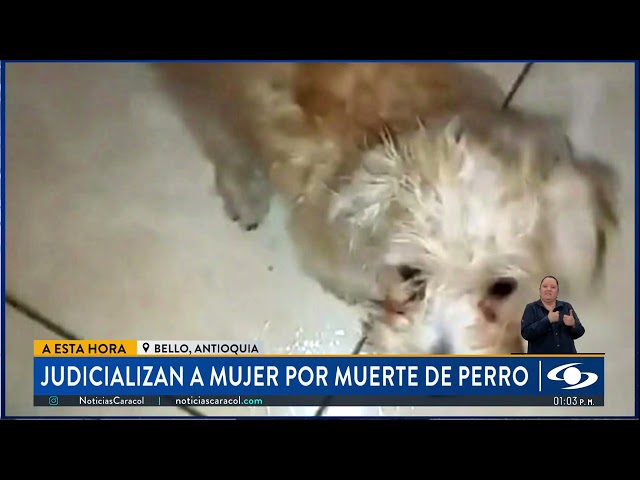 ⁣Justicia para Monster: judicializada mujer que habría lanzado a un perro de un piso 12