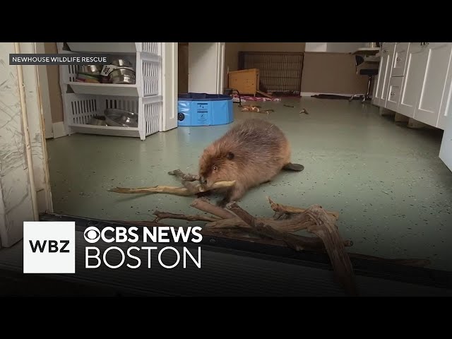 ⁣Rescue group upset beloved beaver "Nibi" is ordered released into wild