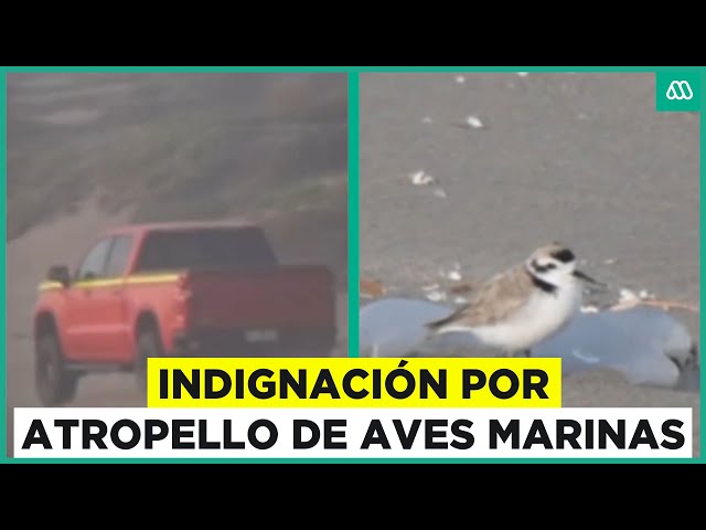 ⁣Acusan a conductor de atropellar intencionalmente a aves marinas