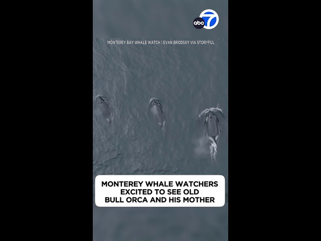 ⁣Monterey whale watchers 'very excited' to see old bull orca and mother