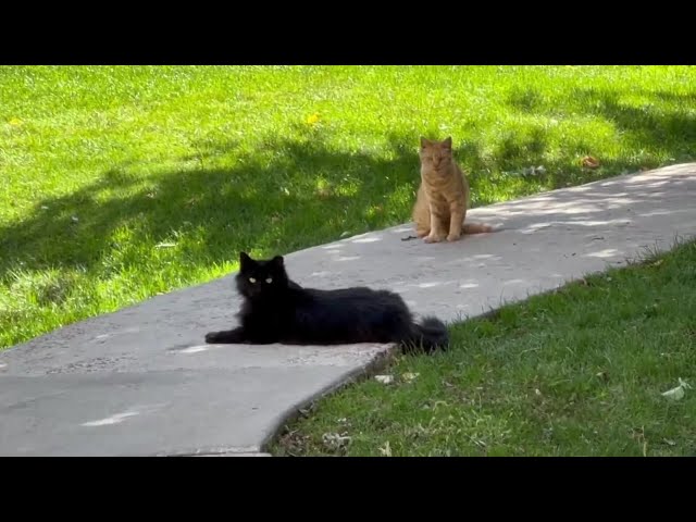 More than 100 feral cats at risk at Denver apartment complex