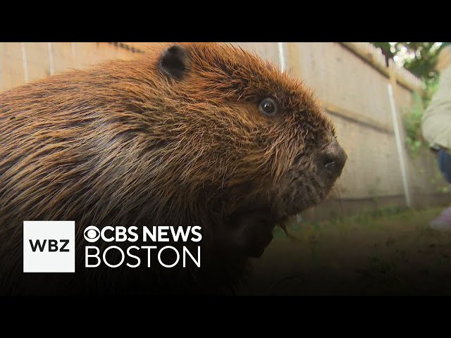 ⁣Wildlife rescue group protests state order to release beaver into wild