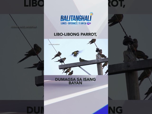 ⁣Libo-libong parrot, dumagsa sa isang bayan dahil sa pagkakalbo ng gubat #shorts | Balitanghali