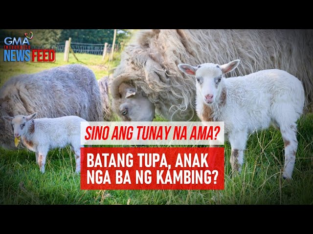 ⁣Sino ang tunay na ama? – Batang tupa, anak nga ba ng kambing? | GMA Integrated Newsfeed