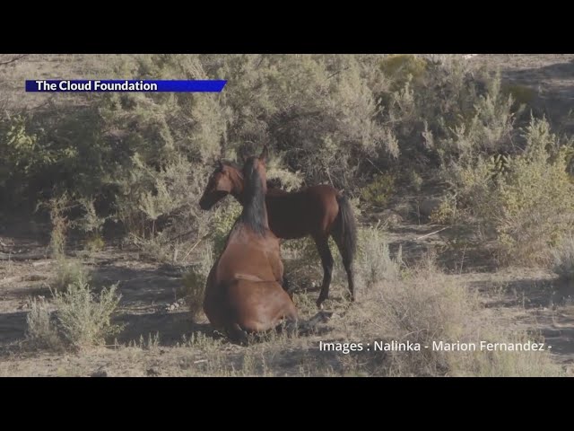 ⁣Horse breaks leg during Bureau of Land Management gather on Western Slope