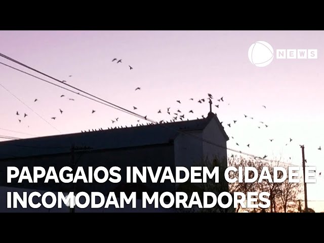 ⁣Papagaios invadem cidade argentina e incomodam moradores