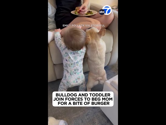 ⁣Bulldog and toddler join forces to beg mom for a bite!