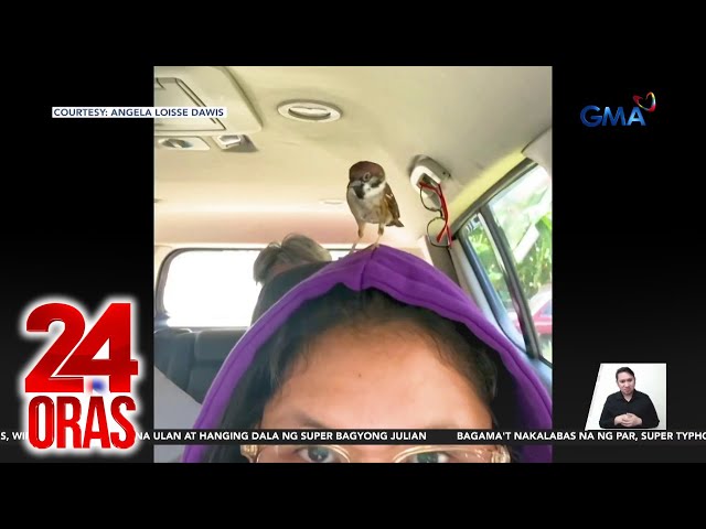 ⁣Maya bird na nasagip ng isang babae, ginawa niyang pet | 24 Oras