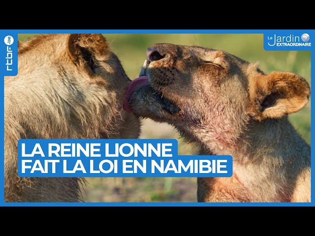 ⁣La reine lionne : qui fait la loi en Namibie ? - Le Jardin Extraordinaire 