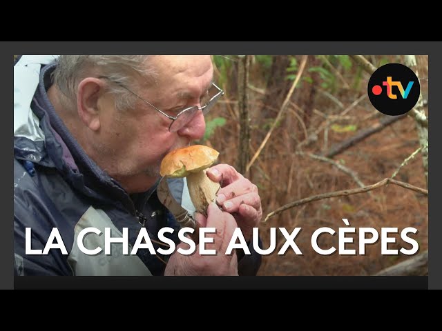 ⁣Saison des cèpes : de la forêt à l'assiette