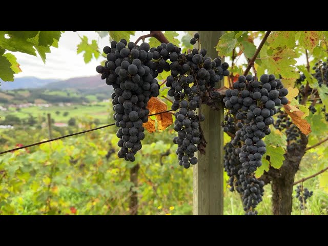 ⁣Belle maturité du vignoble d'Irouleguy en 2024. Il a été épargné par le mildiou cette année.