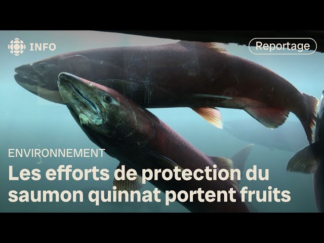 ⁣Lueur d’espoir pour le saumon du ruisseau Michie