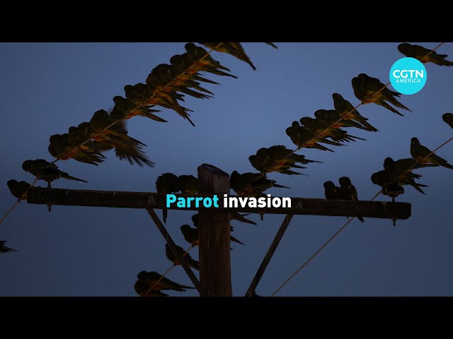 ⁣Parrot invasion in Argentina