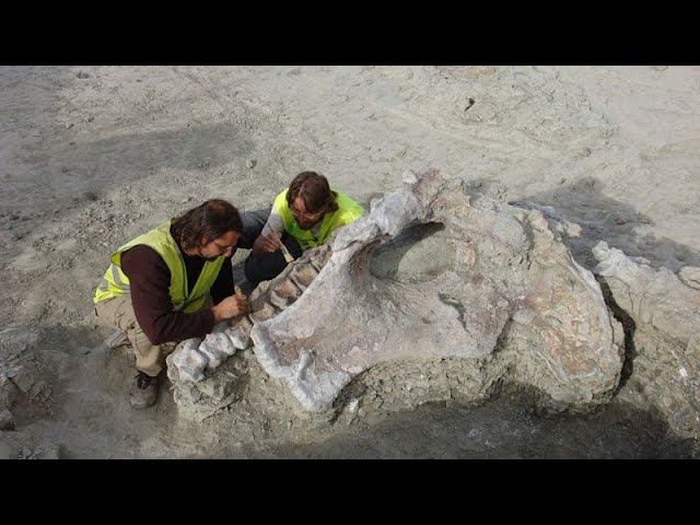 ⁣15 Meter lang, 10 Tonnen schwer: Neuer Dinosaurier aus der Kreidezeit entdeckt