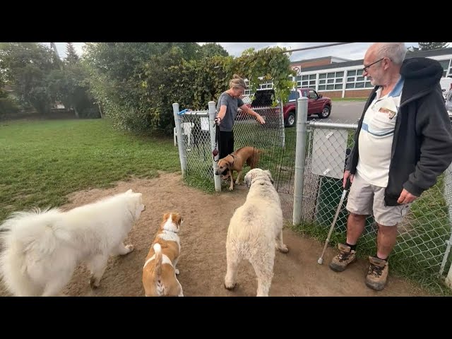 ⁣Removal of dog park gates has residents of Ottawa neighbourhood at odds