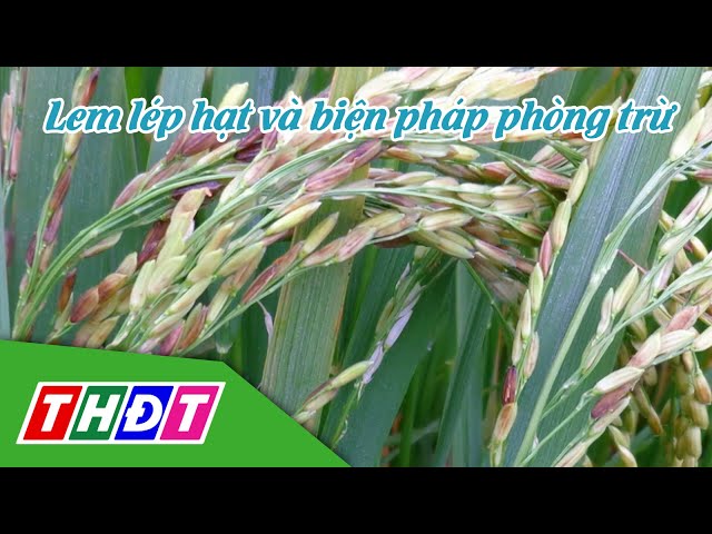 ⁣Lem lép hạt và biện pháp phòng trừ | Khuyến nông - 1/10/2024 | THDT