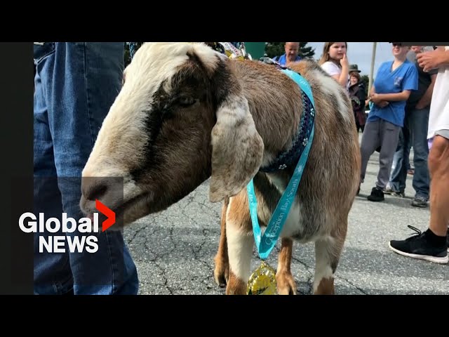 ⁣Escape goat: Joshua the runaway goat joins Newfoundland marathon, wins medal