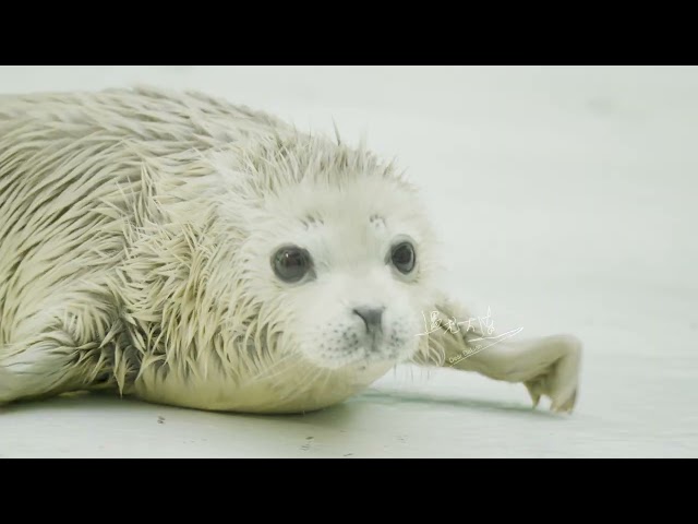 ⁣Spotted seals: elves of Liaodong Bay