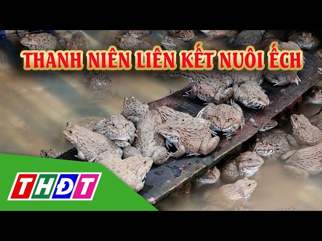 ⁣Thanh niên huyện Hồng Ngự liên kết nuôi ếch | THDT