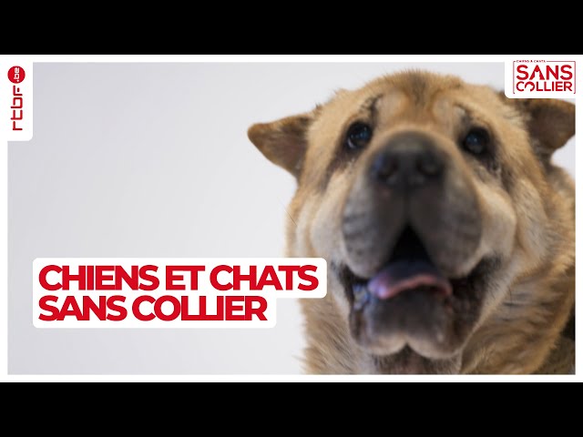 ⁣Chiens et chats sans collier S05E08