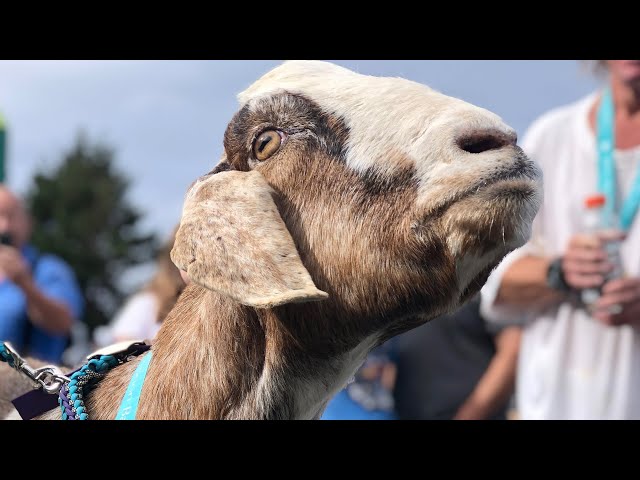 ⁣Goat on the loose medals after crashing Newfoundland half-marathon