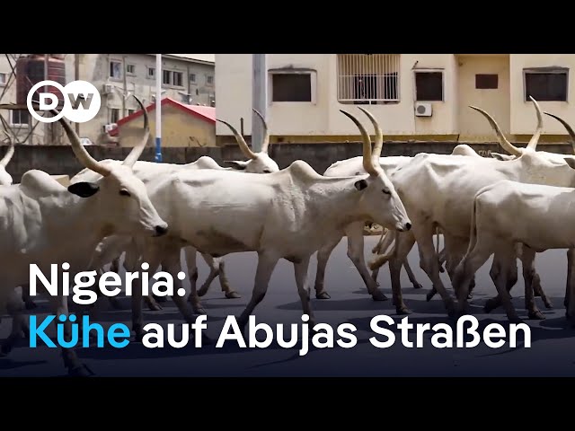 ⁣Nigeria: Immer mehr Hirten suchen für ihre Tiere Schutz und Futter in der Stadt | DW Nachrichten