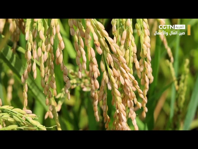 ⁣صين المال والأعمال: الصين الجميلة (06/02)