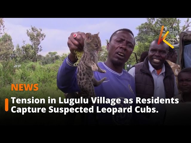 ⁣Tension in Lugulu Village as Residents Capture Suspected Leopard Cubs.