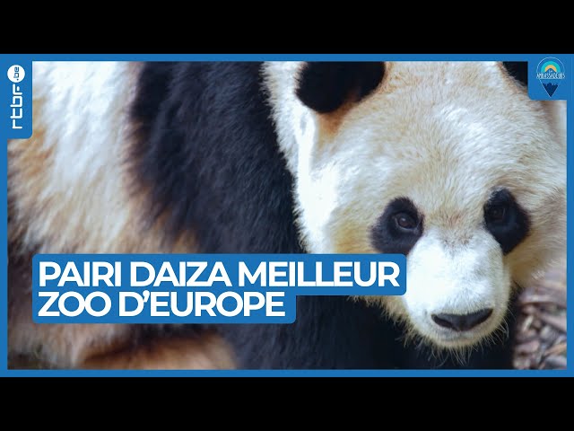 ⁣Pairi Daiza : exploration du meilleur zoo d'Europe - Les Ambassadeurs