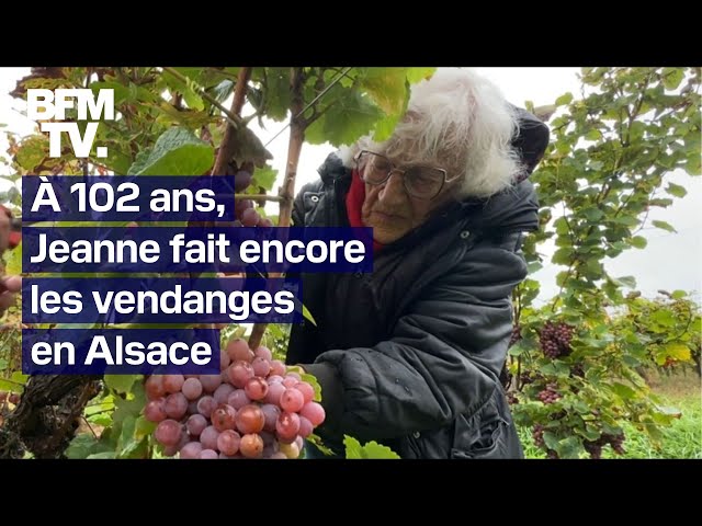 ⁣À 102 ans, Jeanne continue de faire les vendanges en Alsace