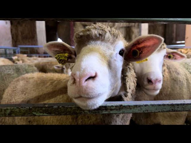 ⁣Fièvre catarrhale : pénurie de vaccins, nouveaux foyers en Meuse