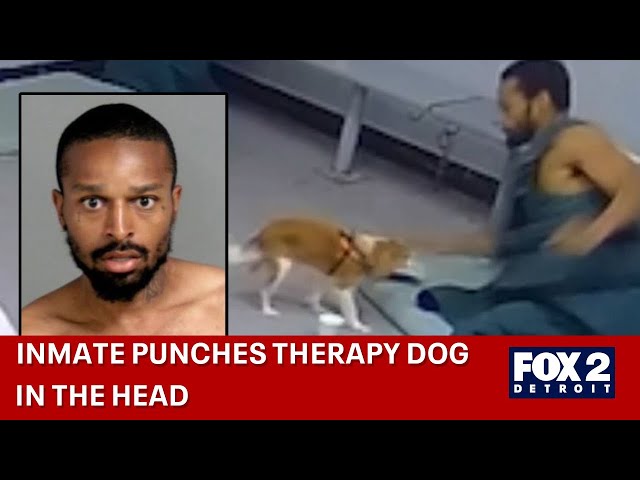 DOG ASSAULTED: Michigan inmate punches jail comfort dog in head