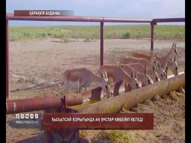 ⁣Қызылсай қорығында аң құстар көбейіп келеді