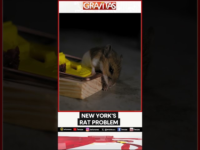 ⁣New York Turns To Birth Control Pills To Combat Rat Problem | WION Shorts