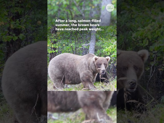 Big, fluffy bears are ready to be judged for Fat Bear Week #Shorts