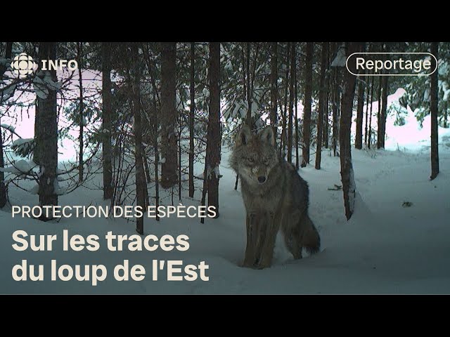 ⁣Sur les traces du loup de l'Est | La semaine verte