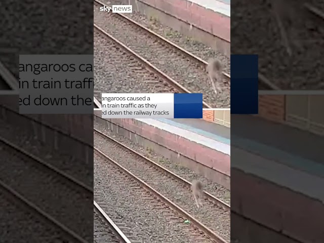 ⁣Kangaroos cause delay at train station