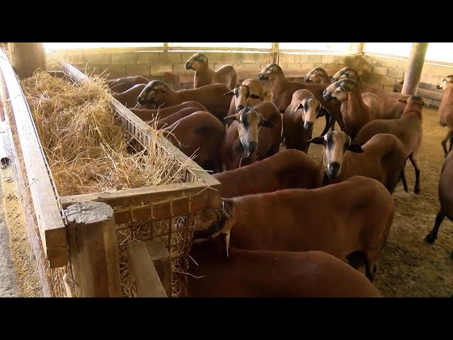 ⁣4th shipment of black belly sheep arrives in Guyana