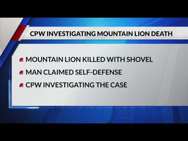 ⁣Man kills mountain lion with shovel, cites self-defense: CPW