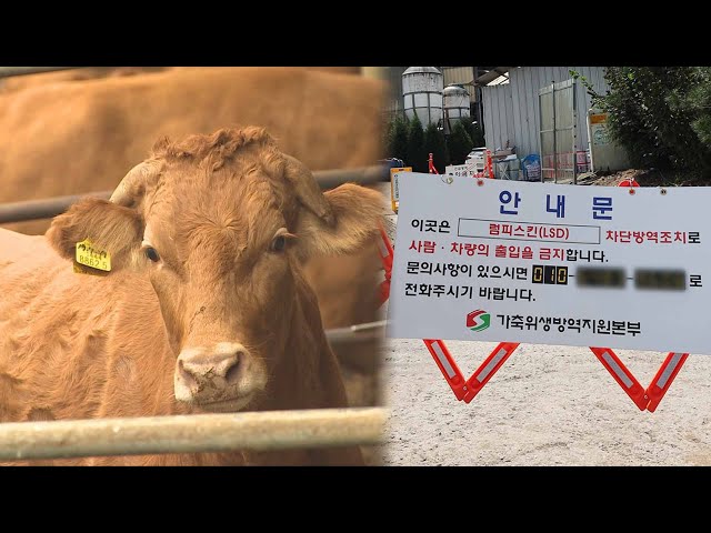 ⁣평택 한우농장서 럼피스킨 발생…올해 여섯번째 사례 / 연합뉴스TV (YonhapnewsTV)