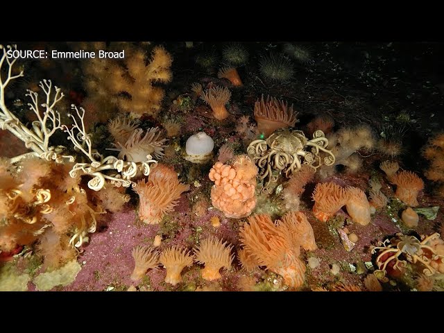 ⁣Researchers discover incredible coral garden discovered off of Newfoundland's coast