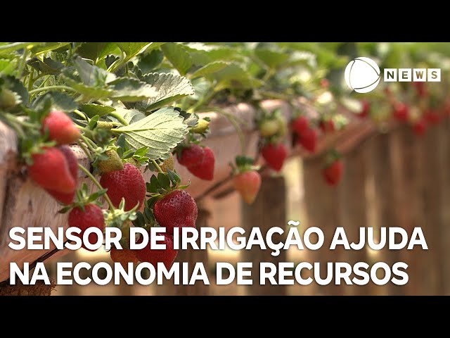 ⁣Sensor de irrigação ajuda na economia de recursos