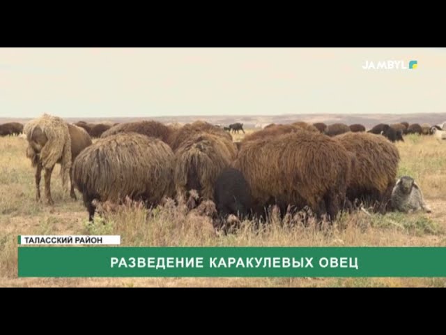 ⁣Разведение каракулевых овец