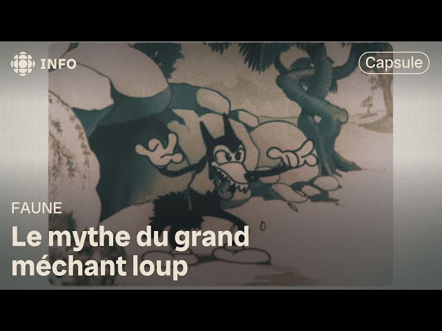 ⁣Le « méchant » loup! | La semaine verte