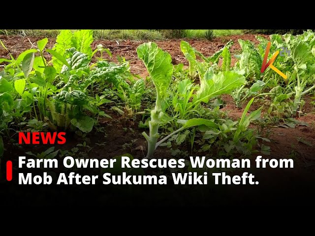 ⁣Farm Owner Saves Woman from Mob After Sukuma Wiki Theft